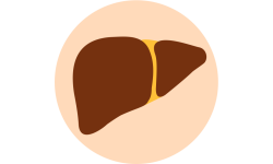 Función hepática