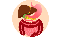 Digestión