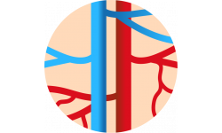 Sistema circulatorio y cardiovascular